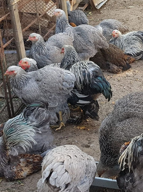 119788792_3604946619529117_4209513566320110162_o - a__Pui si tineret brahma 2020