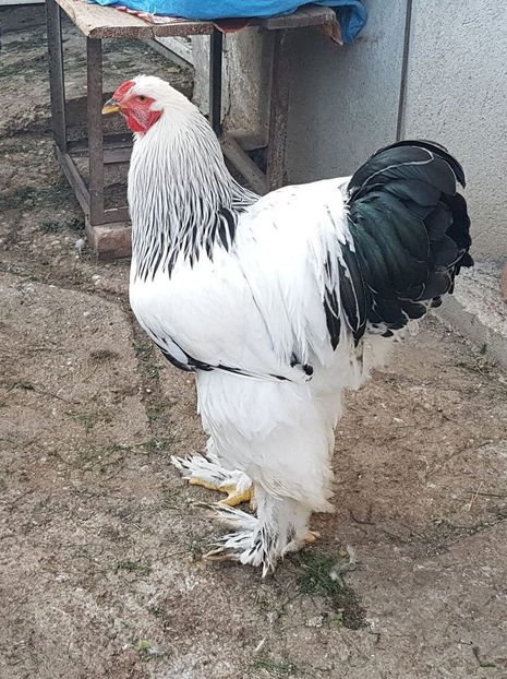 119888762_3598260303531082_4034425428791210547_o - a__Pui si tineret brahma 2020