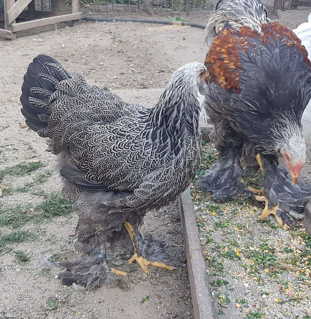 119917206_3603845779639201_6774596934113300028_o - a__Pui si tineret brahma 2020