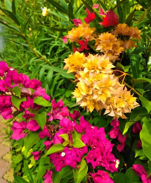 MVIMG_20200924_124424~2 - Bougainvillea 2020