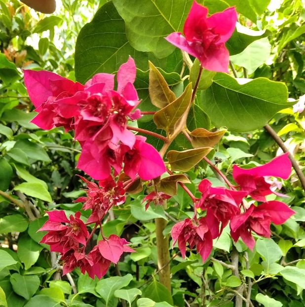 MVIMG_20200924_124549~2 - Bougainvillea 2020