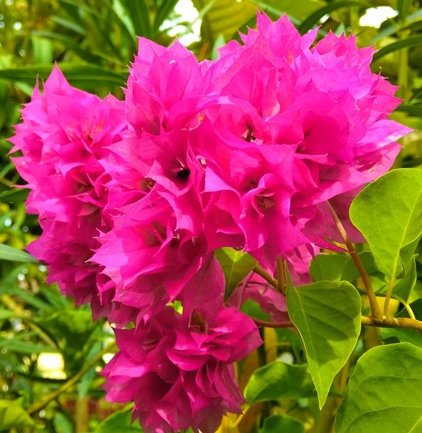 MVIMG_20200924_124436~2 - Bougainvillea 2020