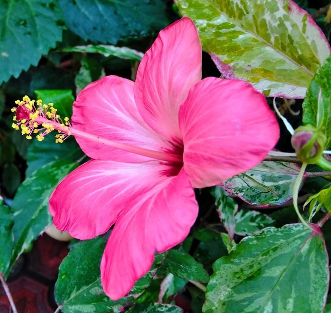 MVIMG_20200924_170250~3 - Hibiscus Humelles Fantasy