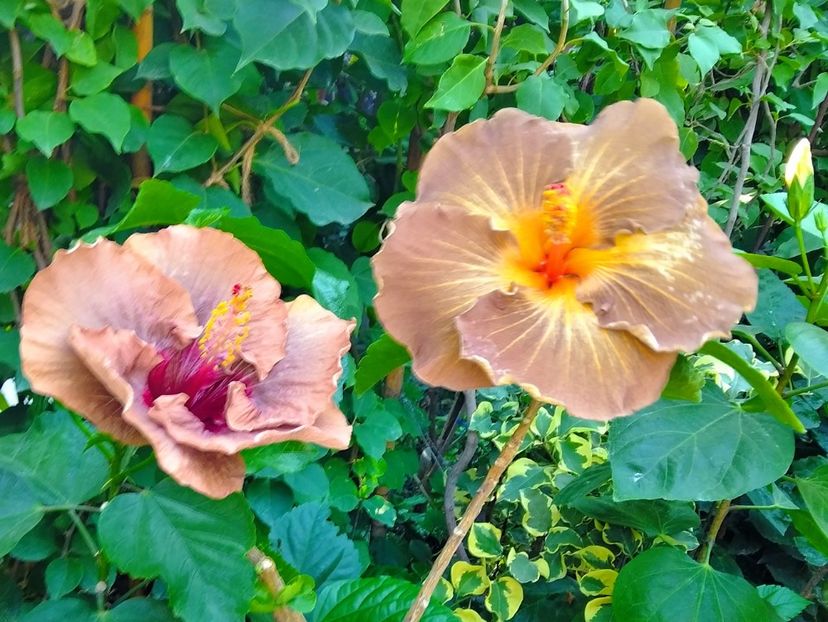 MVIMG_20200924_170306~2 - Hibiscus Black Jack