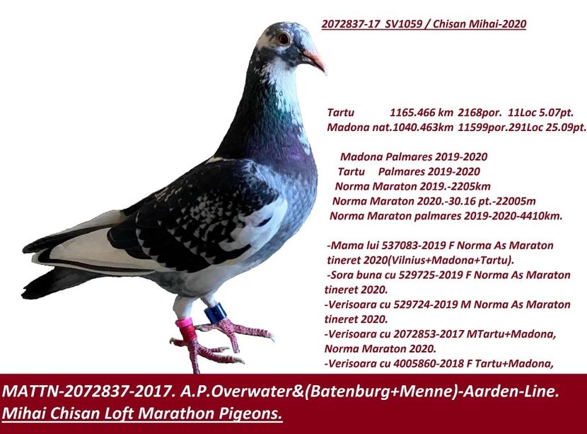 6B6C63C0-C501-4F7E-A207-2881E2F728A1 - REZULTATE 2020