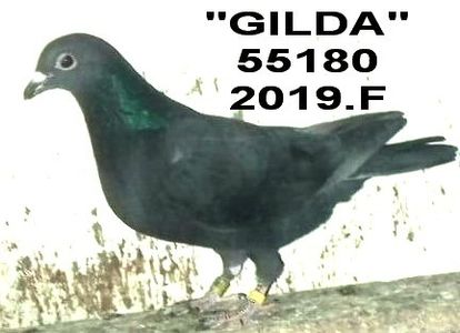 2019.55180 GUTA - 2 MATCA 2021