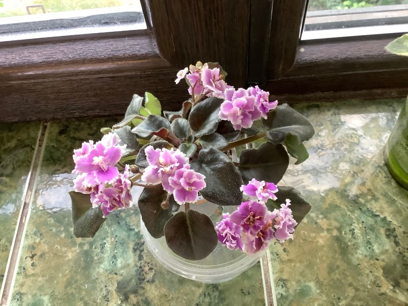 8AAE5EEE-D94C-4B54-B8CB-8CEB754AF92E - Heritage Frolic