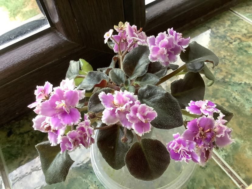 83CA7051-F7C8-4E93-93A9-3B18C75060B2 - Heritage Frolic