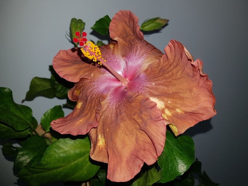 Antique Treasure 40 rezervat - Disponibil lastari hibiscus neinradacinati