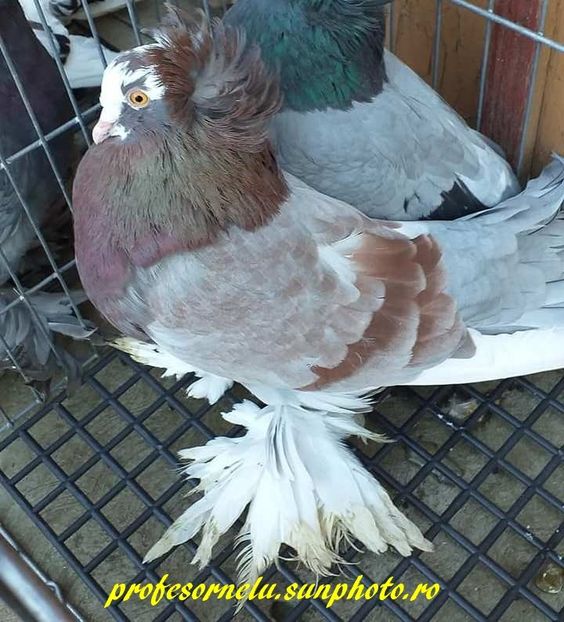 vândut lui Carrier King - Porumbei VÂNDUȚI