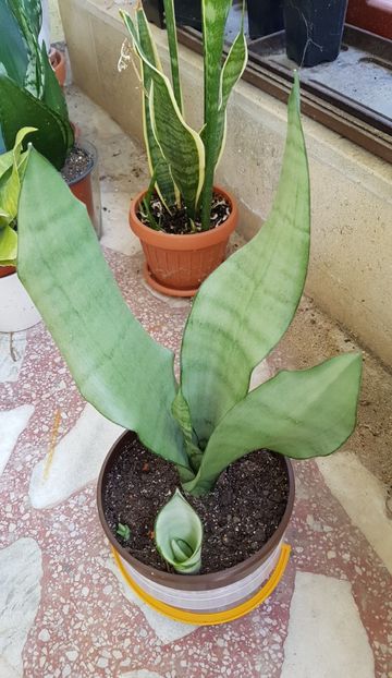 Sansevieria Moonshine - Sansevieria