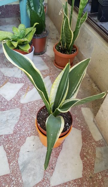 Sansevieria Black Gold - Sansevieria