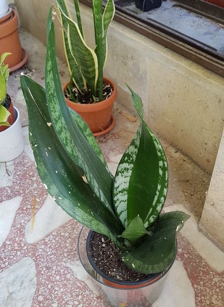 Sansevieria Whitney - Sansevieria