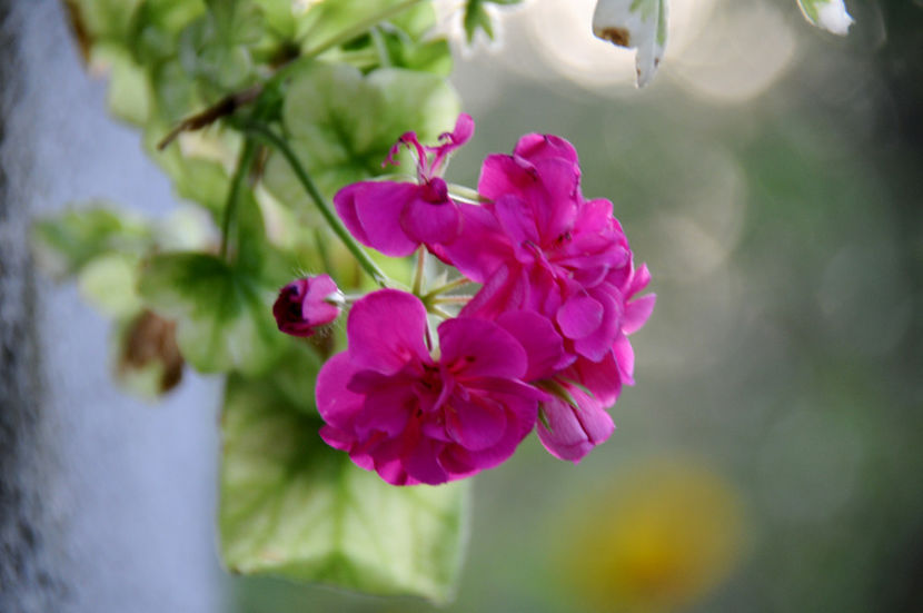  - 04 Gradina de flori 2020