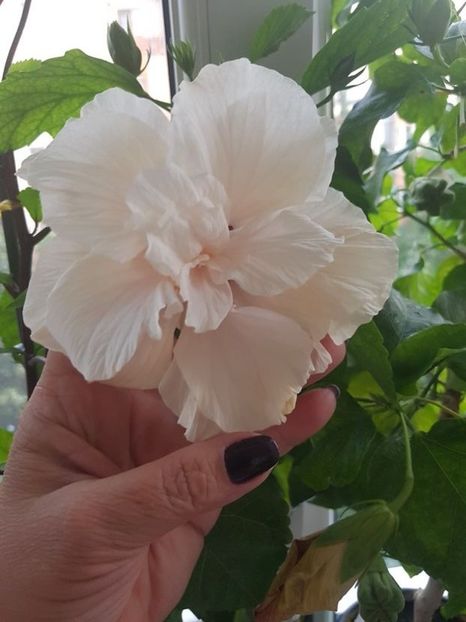 Classic Whitte 25 - Disponibil lastari hibiscus neinradacinati