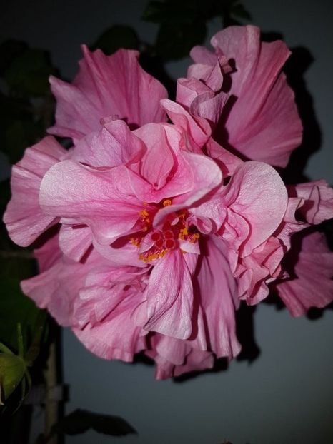 Roz pampon 25 rezervat - Disponibil lastari hibiscus neinradacinati