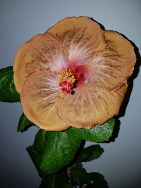 Din seminte 25 - Disponibil lastari hibiscus neinradacinati