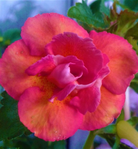 20200926_095811-1 - 0000 ACHIMENES