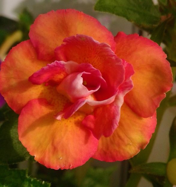  - 0000 ACHIMENES