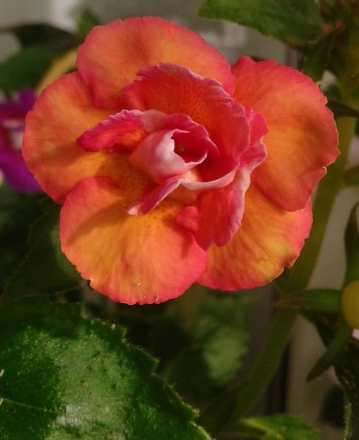  - 0000 ACHIMENES