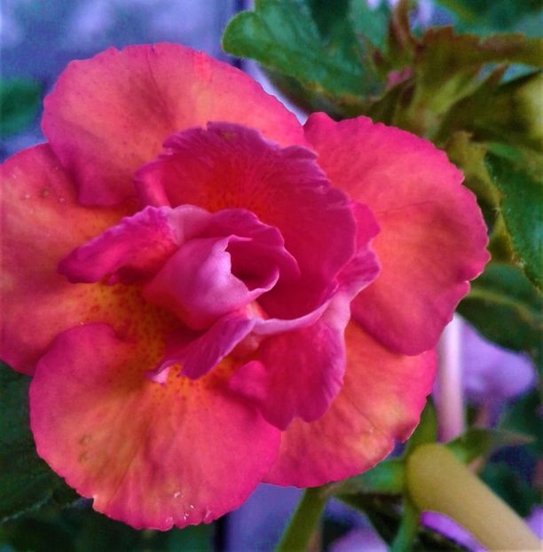  - 0000 ACHIMENES