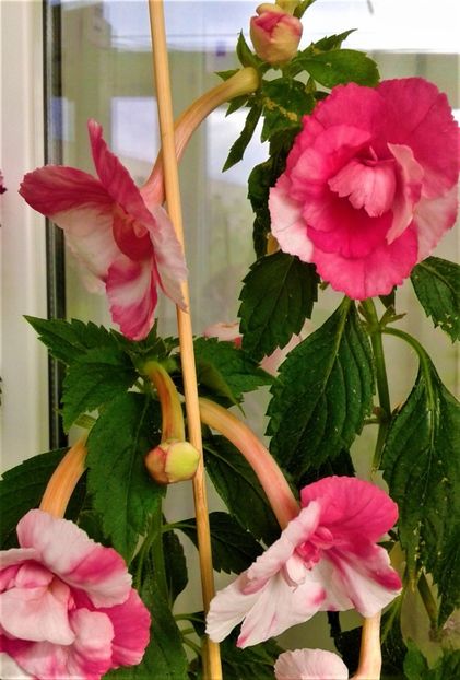  - colectia mea de achimenes 001 2020