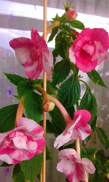  - colectia mea de achimenes 001 2020
