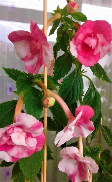  - colectia mea de achimenes 001 2020