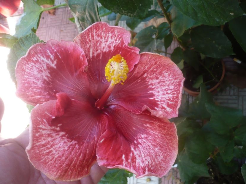 26.09.2020 - HIBISCUSI 2020-4