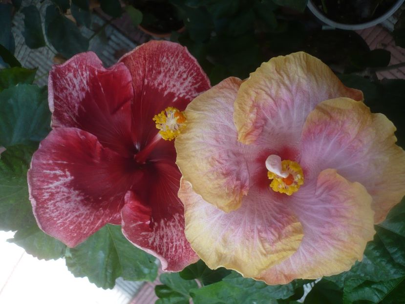 P1460641 - HIBISCUSI 2020-4