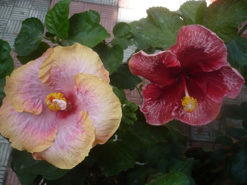 P1460642 - HIBISCUSI 2020-4