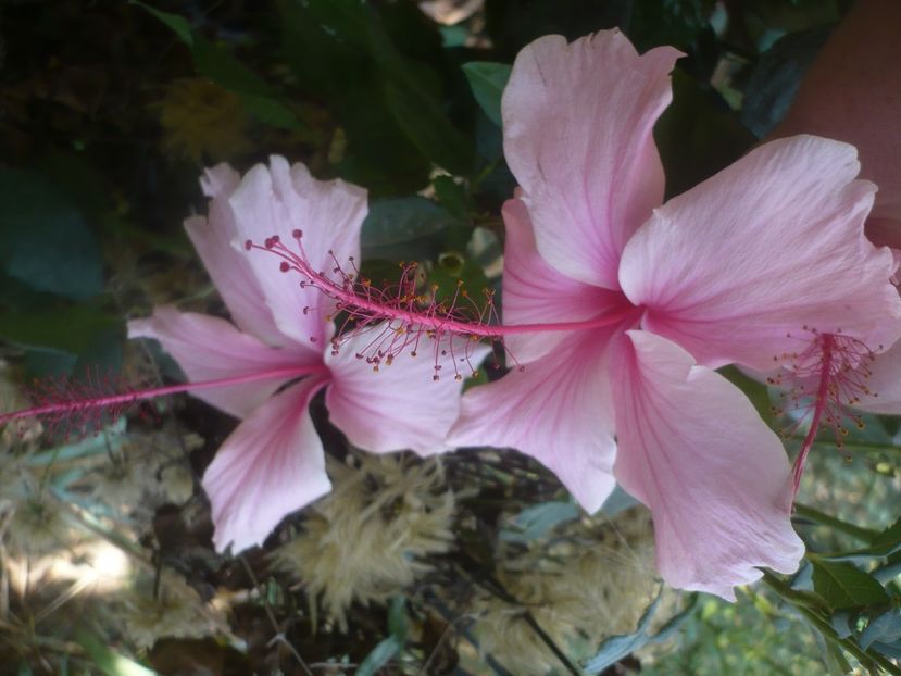 P1460643 - HIBISCUSI 2020-4