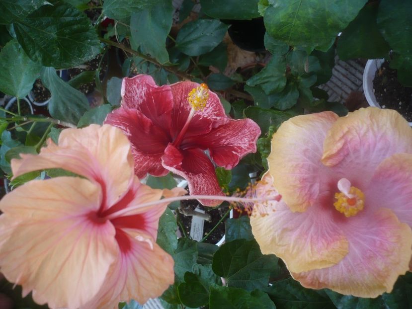 P1460644 - HIBISCUSI 2020-4