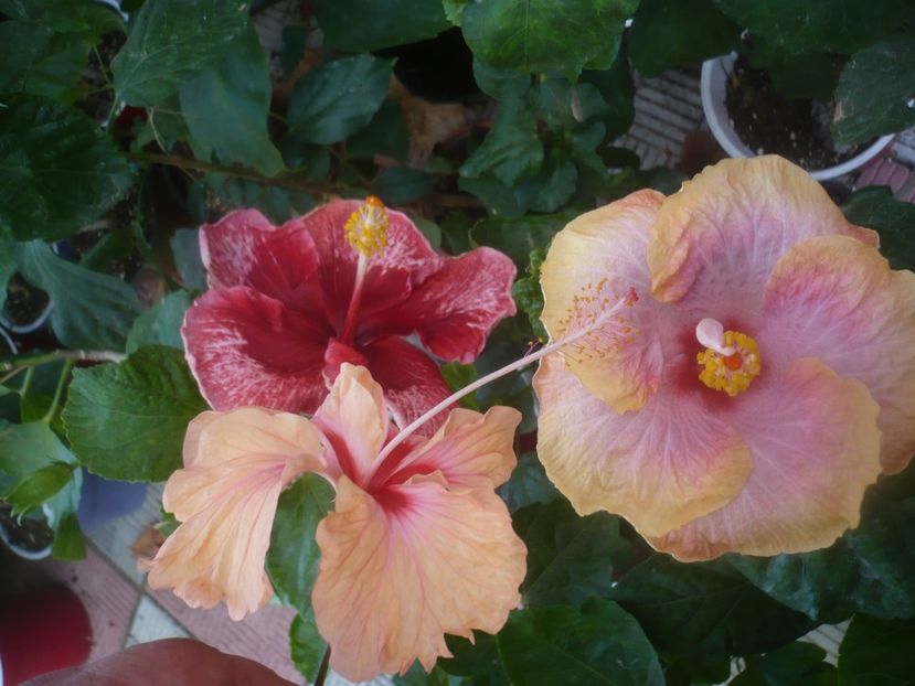 P1460645 - HIBISCUSI 2020-4