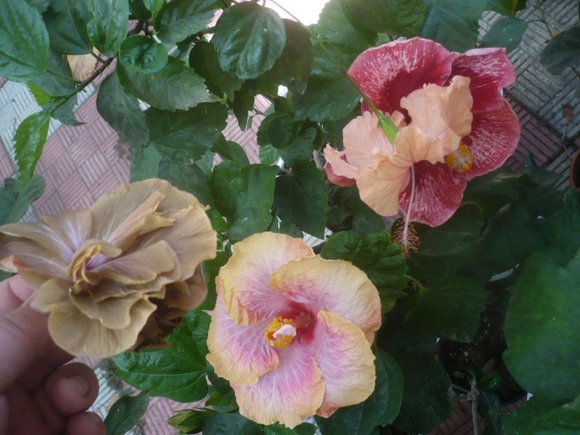 P1460646 - HIBISCUSI 2020-4