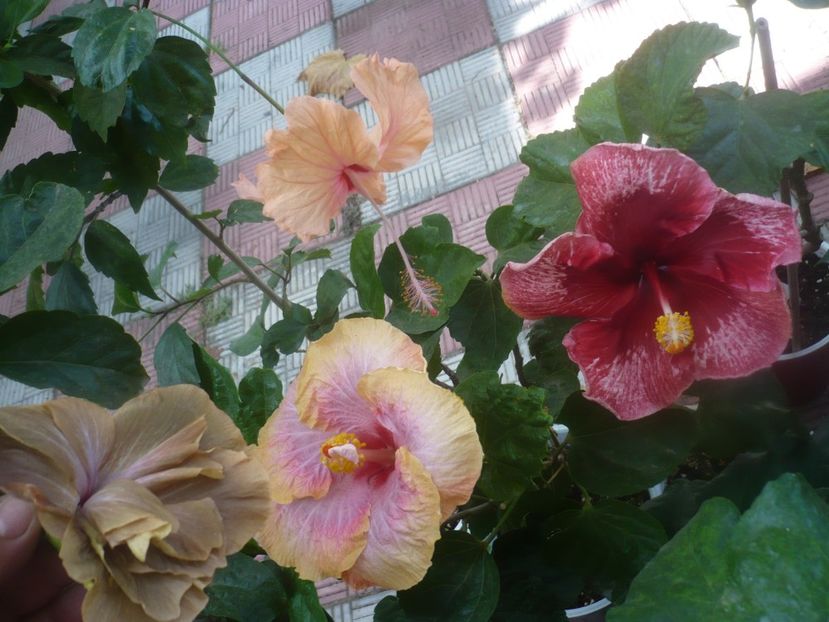 P1460647 - HIBISCUSI 2020-4