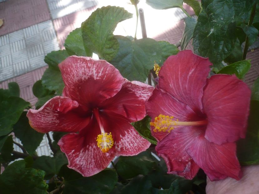 P1460648 - HIBISCUSI 2020-4