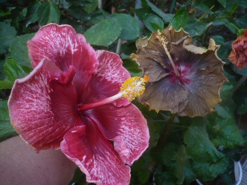 P1460650 - HIBISCUSI 2020-4