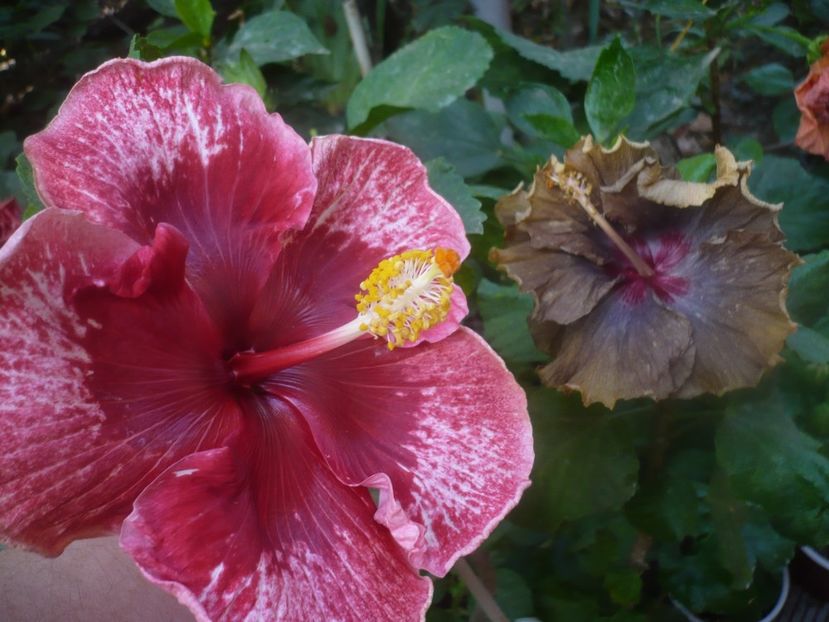 P1460649 - HIBISCUSI 2020-4