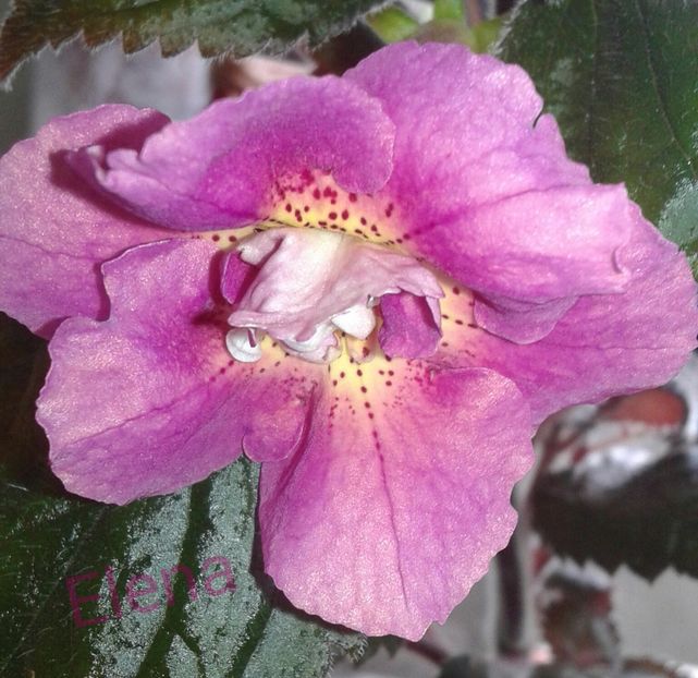 20 -Star Tracker - 2020- ACHIMENES