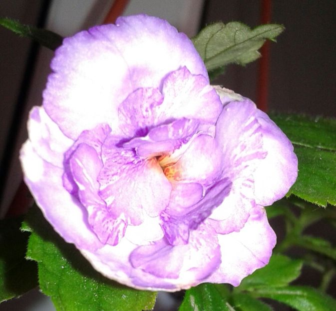 21-Queen Of Lace 2 - 2020- ACHIMENES