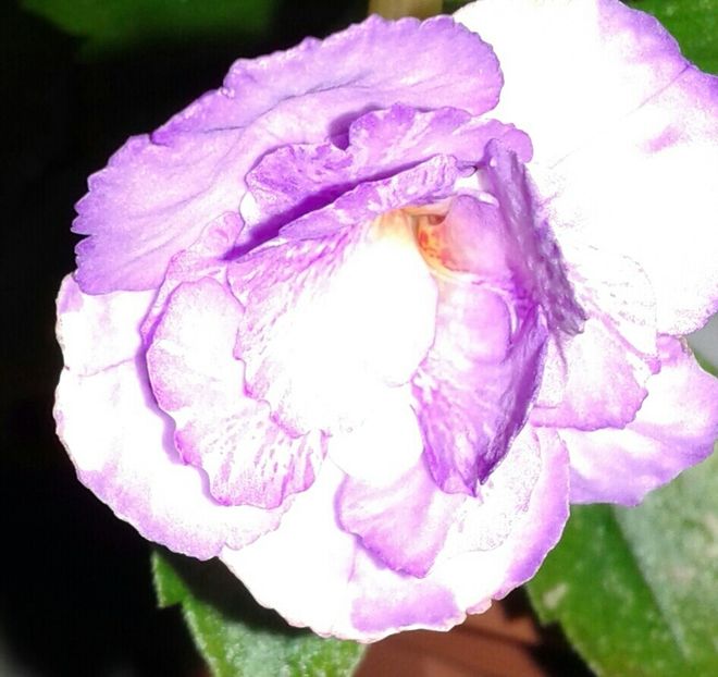 21-Queen Of Lace - 2020- ACHIMENES