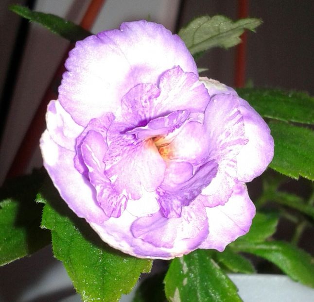 21-Queen Of Lace(2) - 2020- ACHIMENES