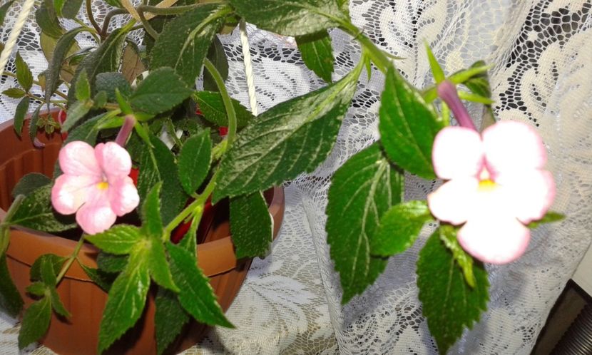 22-Jewel Pink - 2020- ACHIMENES