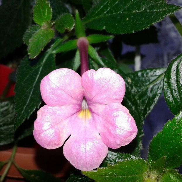 22-Jewel Pink(1) - 2020- ACHIMENES