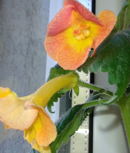 MMs Irina - 2020- ACHIMENES