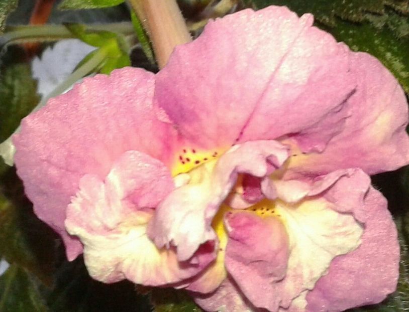 20 - Star Tracker - 2020- ACHIMENES
