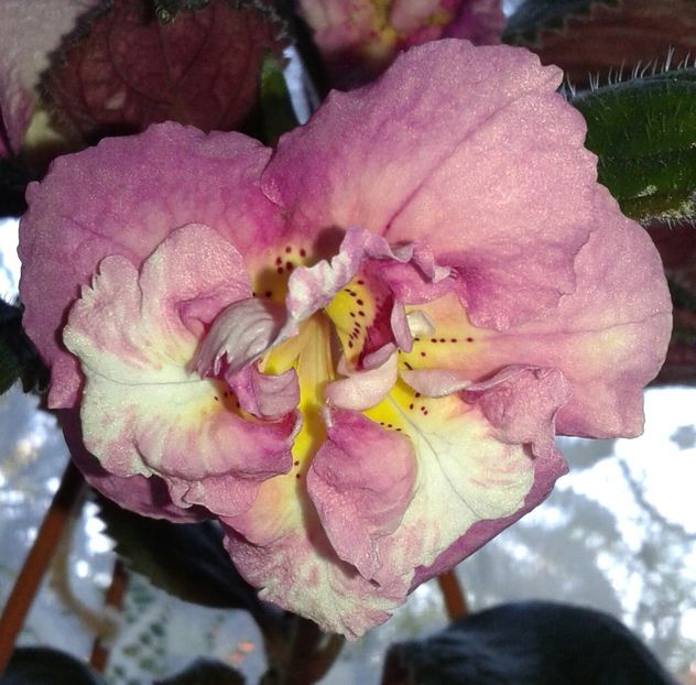 20 - Star Tracker(1) - 2020- ACHIMENES