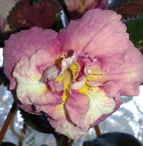 20 - Star Tracker(2) - 2020- ACHIMENES