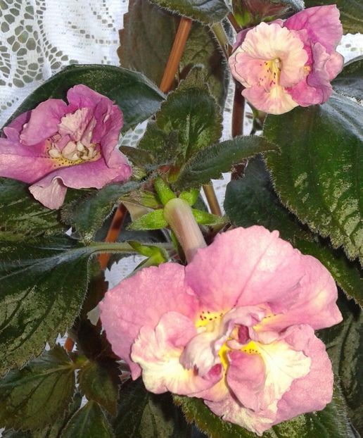 20 - Star Tracker(3) - 2020- ACHIMENES